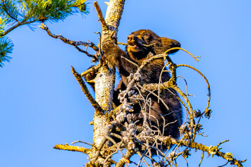 Cute Black Bear Cub Plays in Tree at Sunset © PhotoSpirit