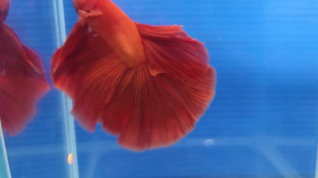 Close-up of a Super Red Halfmoon Betta Fish Fighting Fish with Flowing Fins