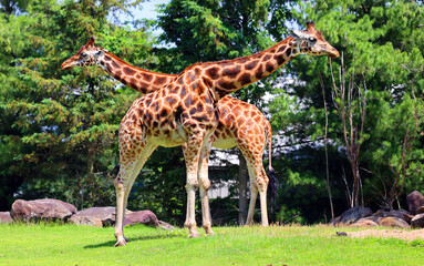 The giraffe (Giraffa camelopardalis) is an African even-toed ungulate mammal, the tallest of all extant land-living animal species, and the largest ruminant. © Daniel Meunier