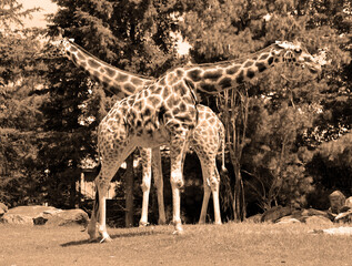 The giraffe (Giraffa camelopardalis) is an African even-toed ungulate mammal, the tallest of all extant land-living animal species, and the largest ruminant. © Daniel Meunier