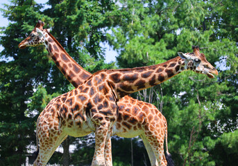 The giraffe (Giraffa camelopardalis) is an African even-toed ungulate mammal, the tallest of all extant land-living animal species, and the largest ruminant. © Daniel Meunier