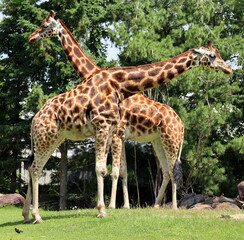 The giraffe (Giraffa camelopardalis) is an African even-toed ungulate mammal, the tallest of all extant land-living animal species, and the largest ruminant. © Daniel Meunier