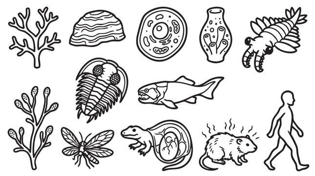 Evolutionary stages and biological progression line art icons.