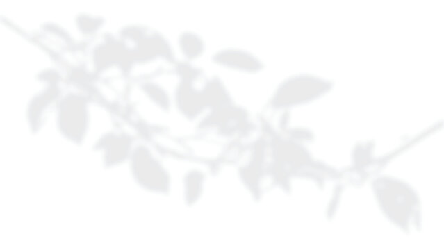 Minimal leaf overlay, gentle dappled light shadows PNG for posters packaging and social media on transparent background