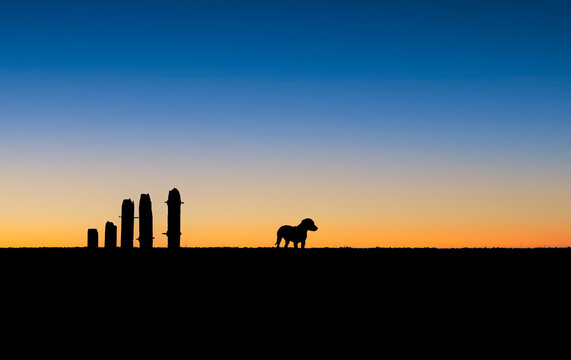 Minimalist sunset horizon landscape with silhouette of a pet dog and wooden pillars in a desert