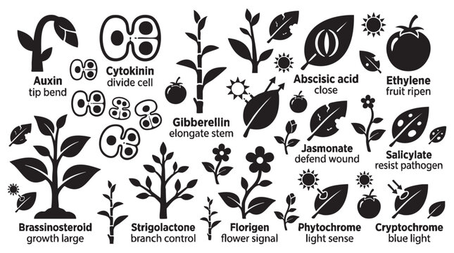 Plant hormones and growth development signals icons set.