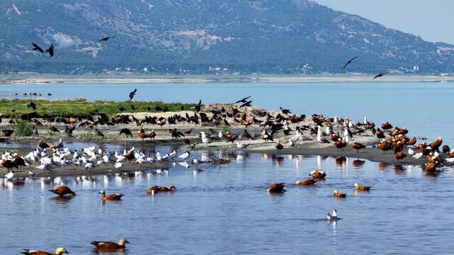 A dynamic flock of crows, Black-headed Gulls, and Ruddy Shelducks swimming and gathering along a scenic lake shore with majestic mountains in the background.
