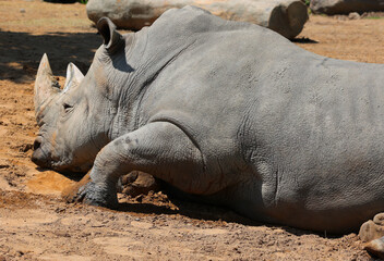 The white rhinoceros or square-lipped rhinoceros is the largest extant species of rhinoceros.  It has a wide mouth used for grazing and is the most social of all rhino species. © Daniel Meunier