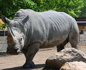 Fototapeta premium The white rhinoceros or square-lipped rhinoceros is the largest extant species of rhinoceros. It has a wide mouth used for grazing and is the most social of all rhino species.