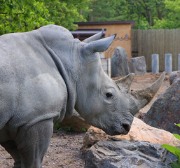 The white rhinoceros or square-lipped rhinoceros is the largest extant species of rhinoceros.  It has a wide mouth used for grazing and is the most social of all rhino species. © Daniel Meunier
