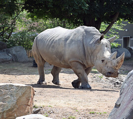 The white rhinoceros or square-lipped rhinoceros is the largest extant species of rhinoceros.  It has a wide mouth used for grazing and is the most social of all rhino species. © Daniel Meunier