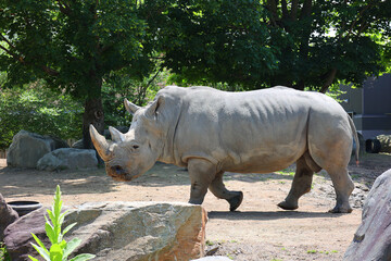 The white rhinoceros or square-lipped rhinoceros is the largest extant species of rhinoceros.  It has a wide mouth used for grazing and is the most social of all rhino species. © Daniel Meunier