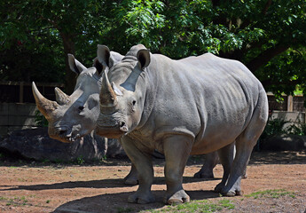 The white rhinoceros or square-lipped rhinoceros is the largest extant species of rhinoceros.  It has a wide mouth used for grazing and is the most social of all rhino species. © Daniel Meunier