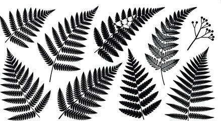 Black fern leaf silhouettes set isolated on white background, featuring detailed botanical fronds and wild foliage vector design elements © Mucha