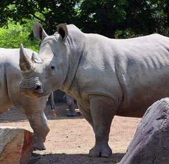 Naklejka premium The white rhinoceros or square-lipped rhinoceros is the largest extant species of rhinoceros. It has a wide mouth used for grazing and is the most social of all rhino species.