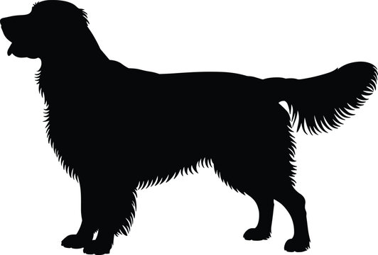 Golden retriever dog silhouette in side view standing pose vector graphic for pet care and veterinary logos