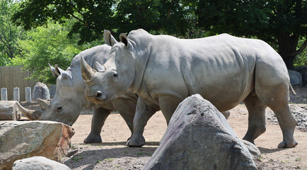 The white rhinoceros or square-lipped rhinoceros is the largest extant species of rhinoceros. It has a wide mouth used for grazing and is the most social of all rhino species.