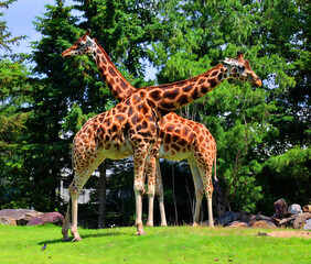 The giraffe (Giraffa camelopardalis) is an African even-toed ungulate mammal, the tallest of all extant land-living animal species, and the largest ruminant. © Daniel Meunier