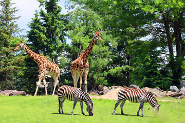 The giraffe (Giraffa camelopardalis) is an African even-toed ungulate mammal, the tallest of all extant land-living animal species, and the largest ruminant. © Daniel Meunier