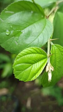 Pucuk daun yang terdapat duri di batang pohon bidara 