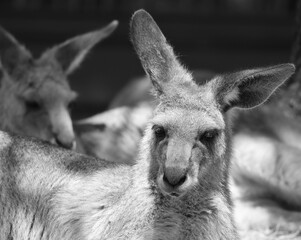 The kangaroo is a marsupial from the family Macropodidae (macropods, meaning 'large foot').  © Daniel Meunier