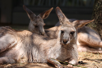 The kangaroo is a marsupial from the family Macropodidae (macropods, meaning 'large foot').  © Daniel Meunier