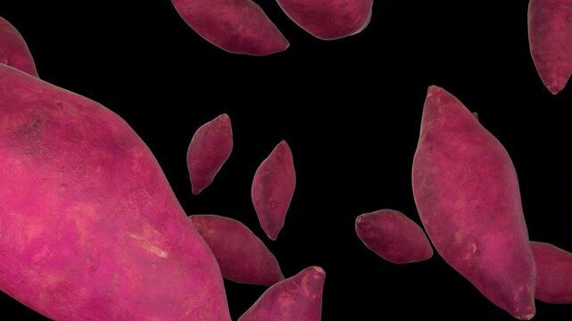 Multiple Purple Sweet Potatoes Falling Down Slowly on Alpha Channel