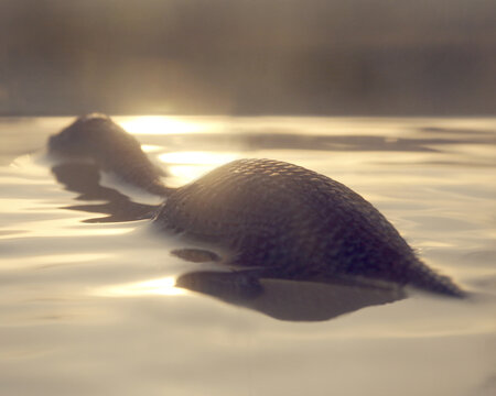 Nessie