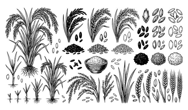 Rice Plant Growth Collection with Grain Seeds Leaves Harvest Stages Botanical Agriculture Illustration Set