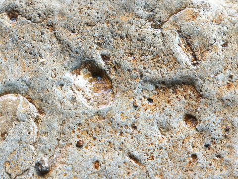 Close up of a weathered coral rock surface in light beige brown color. Seen its porous pits, rustic golden-brown stains, and wet, uneven limestone textures. Seamless background texture.