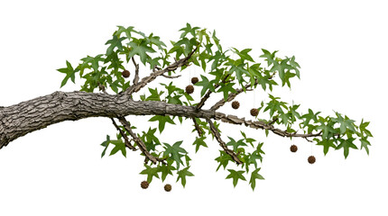 Fototapeta premium Sweetgum Tree Branch with Green Star Leaves and Seed Pods on Transparent Background PNG