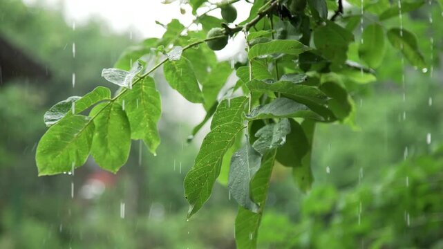 Fresh green leaves covered with raindrops under natural outdoor sunlight during a gentle spring shower