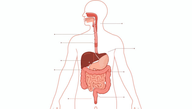 Human digestive system diagram with internal organs and labels