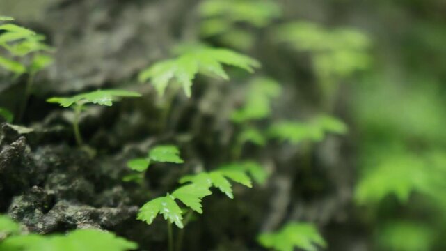 A dolly-out shot reveals a cluster of ferns growing on rocks in the rainforest; sunlight filtering through the towering trees strikes the foliage, creating a refreshing atmosphere.