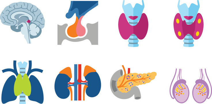 Human endocrine system organs vector illustration set featuring brain pituitary thyroid lungs kidneys pancreas and reproductive glands isolated