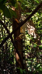 Fototapeta premium iguana on tree