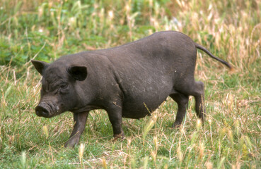 Cochon Gascon © JAG IMAGES