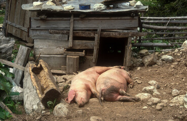 Porc Landrace français © JAG IMAGES