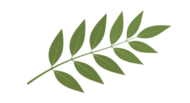 Beautiful green ash or walnut tree leaf branch isolated on white background showing bilateral leaf arrangement.