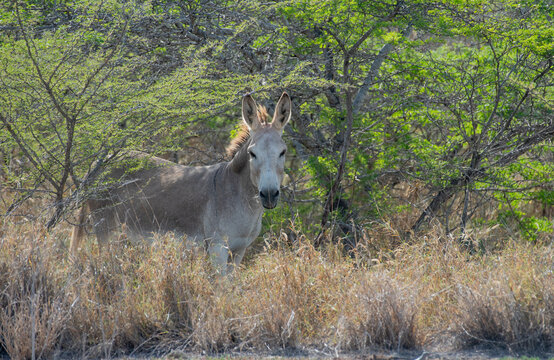 Donkey