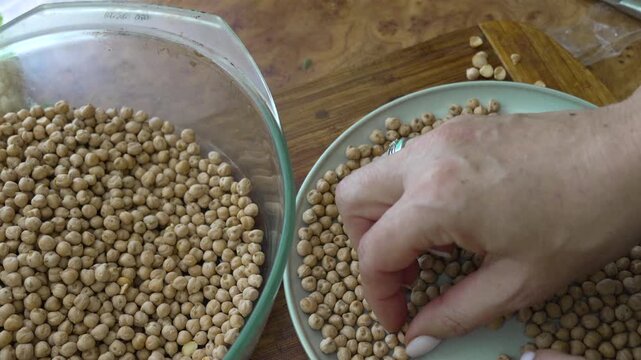 Chickpeas legumes protein sorting raw dried chickpeas on plate and into glass bowl in kitchen setting prepared for healthy cooking and nutrition