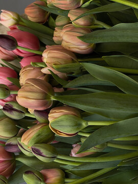 Minimal floral scene with tulip