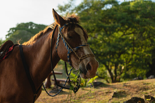 Horse eating grass in nature wearing bridle and saddle
