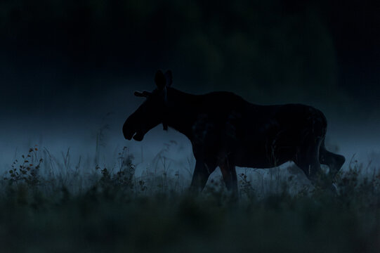 Moose walking over misty meadow at summer night