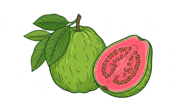 Botanical Fresh Guava Fruit with Cut Half Premium Vector Illustration on White Background