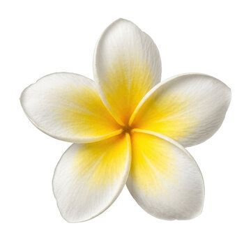 Beautiful white and yellow plumeria frangipani flower