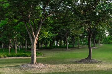 Obraz premium trees in the park