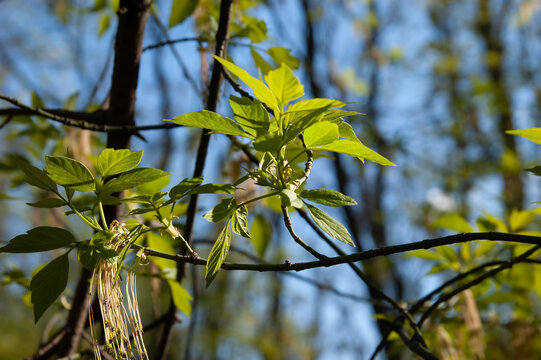 Blooming boxelder maple branch with small green leaves in spring. Selective focus and soft blurred background create delicate natural atmosphere.