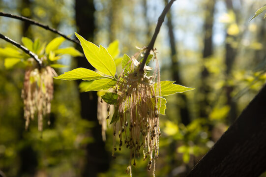 Blooming boxelder maple branch with small green leaves in spring. Selective focus and soft blurred background create delicate natural atmosphere.