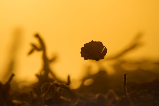 Single dry tea leaf floating in amber liquid with blurred background